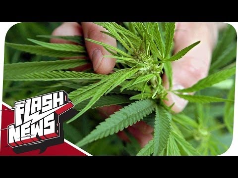 Legales Marihuana & Homosexualität wird verboten - FLASH NEWS