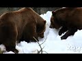 Grizzly vs. Grizzly Grizzly vs. Grizzly
