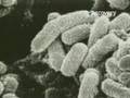 How to Survive- Biological or Chemical Attack