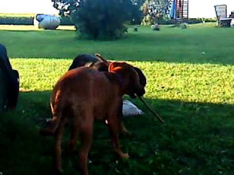 rotweiler