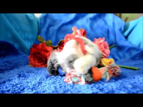 Blu AKC Blue Merle Male Cocker Spaniel Puppy for sale