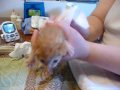 Making a young kitten pee