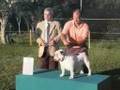 clip video Grand National Cowboy