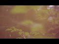 ALCEST – Les Voyages De L’Âme