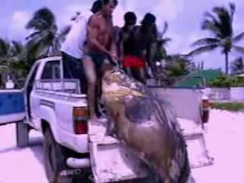 Spearfishing Video 0 Spearfishing Video