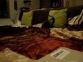 videos de Dream le Chartreux