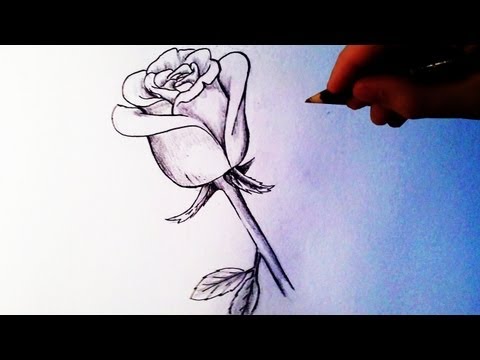 how to draw of a rose