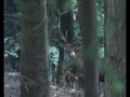Emozione nel trovarlo e poterlo riprendere mentre bramisce