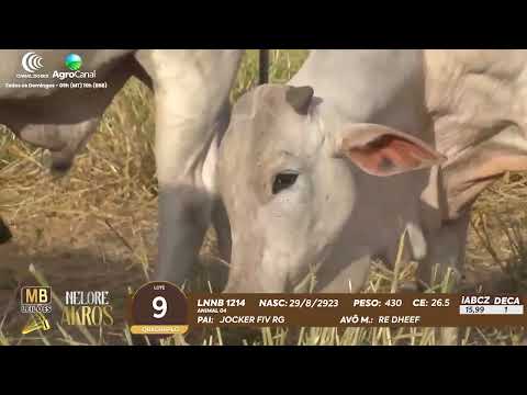 509 LEILO VIRTUAL MB LEILES