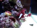 12g aquapod nano reef identification