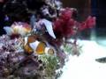 12g aquapod nano reef identification
