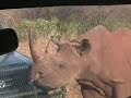RHINO Loves JEEP *African Safari