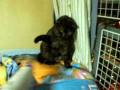 cat 091.avi