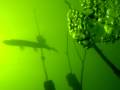 Snoek Maarsseveense Plassen tegenlicht