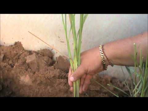 how to replant lemongrass