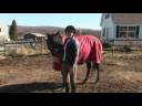 Horse Training : At What Age Does a Quarter Horse Stop Growing?