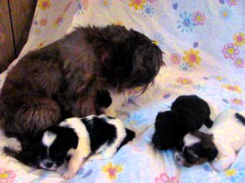 Cute shorkie puppies with their mom