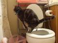 videos de Pumpkin Pooping on the Potty