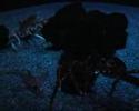 Ripley\ Ripley\