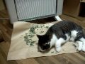 キャットニップとみーちゃん　その3