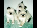 Cute Catz Cute Catz