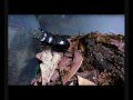 Dorcus Antaeus Stag Beetle 北印DA 安達佑實鍬形蟲64mm