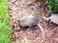 Armadillos Three Babys 