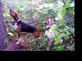 Ver vídeo