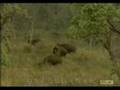 In the Wild: Bengal Tiger charges at Gaurs