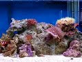10 Gallon Nano Reef 10 Gallon Nano Reef