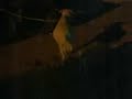 funny annimal
