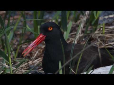 Icy Bay Camping How to - In June, 2012, I was camped on the shoreline of Icy Bay in Prince William Sound, Alaska. There was a Black Oystercatcher nest about 50 yards from my tent, at...