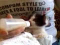 A mamadeira é minha A mamadeira é minha