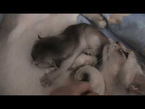 See video