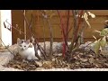 Katzenkinder / Kitten Katzenkinder / Kitten