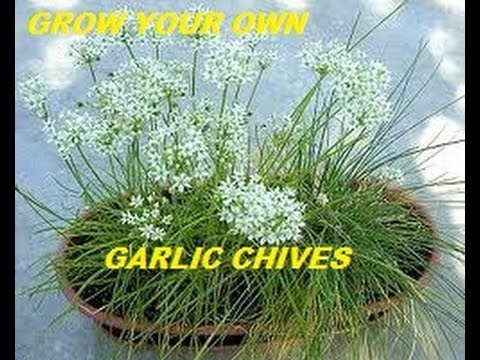 how to harvest garlic chives