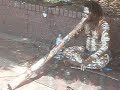 Demonstration de didgeridou