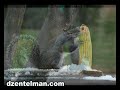 Squirrels Squirrels