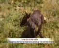 RSPCA - Your Wildlife Carer of Choice