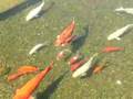 Coy Fish