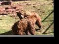 Grizzly Bears OKC Zoo