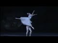 A Pine Forest in Winter - Nutcracker