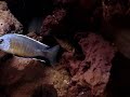 Copadichromis borleyi kadango
