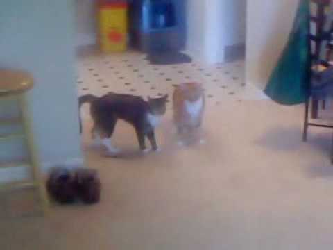 MOV00918.MP4
