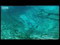 Flooded caves: Underwater Florida - Wild New World - BBC history