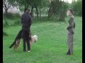 Taurus Gelezinis vilkas (suaugusiu rankove) video