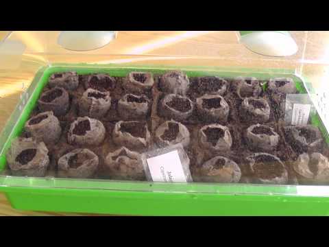 how to plant jalapeno seeds