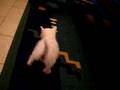 videos de parrot  and cat