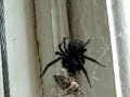 Spiderbait Spiderbait