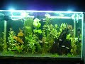 Aquario plantado do Gu 